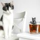 Σουρωτήρι Τσαγιού Γάτα | Gadgets στο Gadget Box